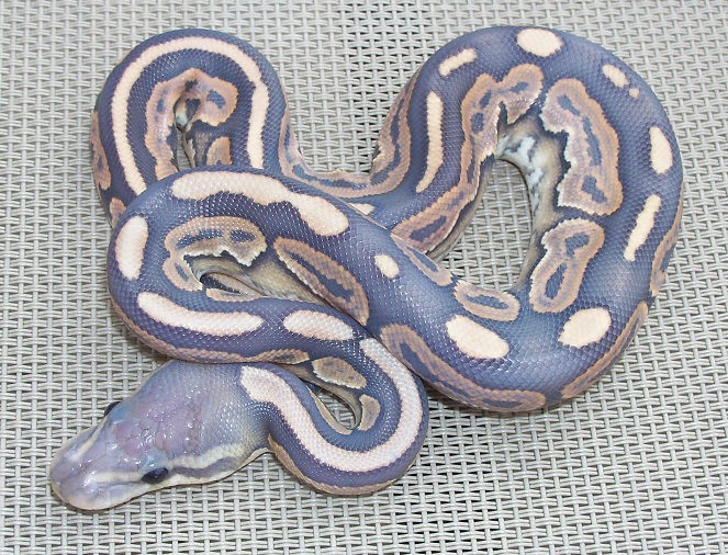 What is a ghost ball python?